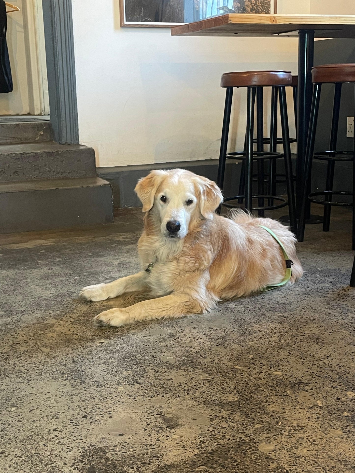 Custom Embroidered Pet Portrait T-Shirt – Personalized Dog or Cat Photo Stitch with Name